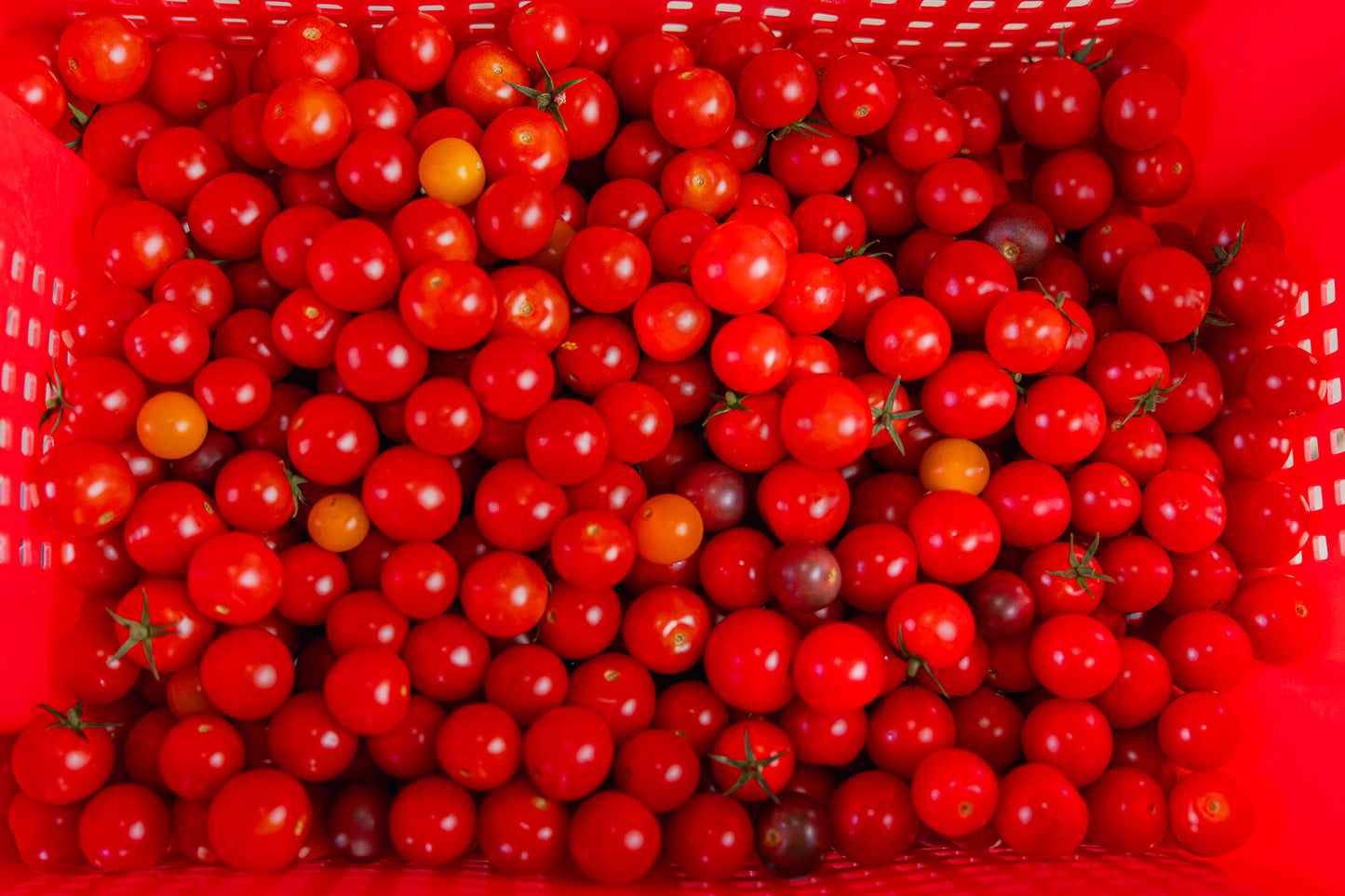 Tomates cerises biologiques