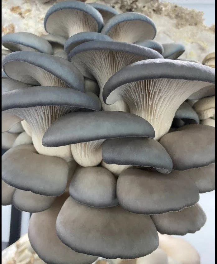 Pleurotes bleues – 225 g