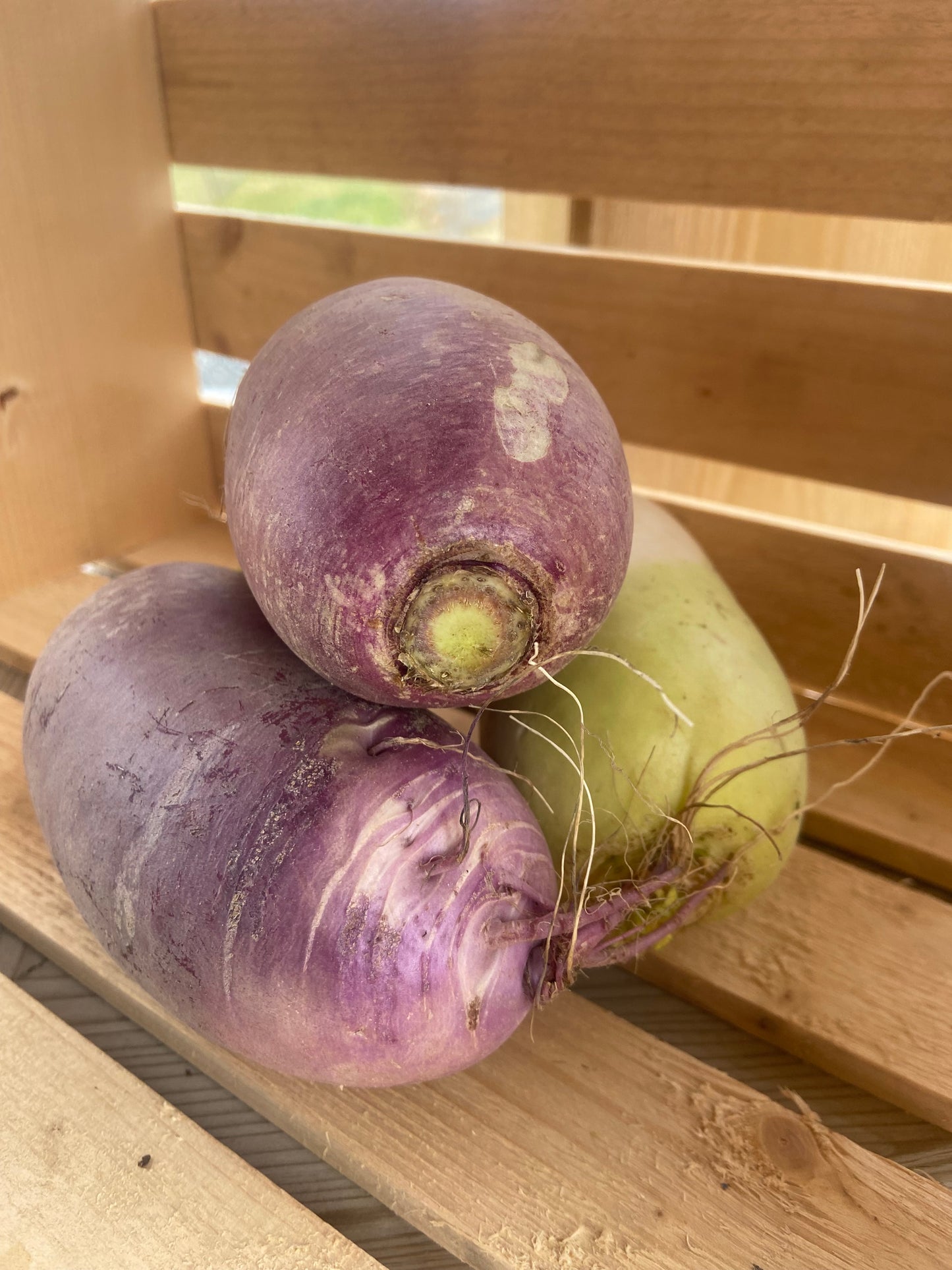 Radis daikon blanc et vert