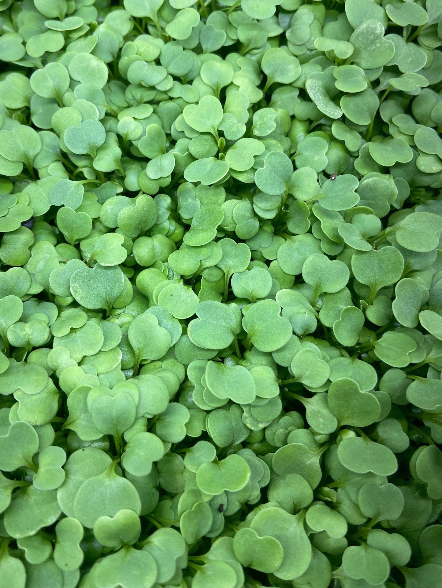 Micropousses de brocoli