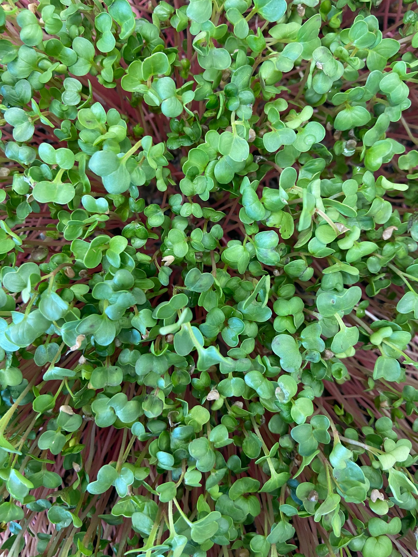 Micropousses de pois