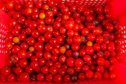 Tomates cerises biologiques