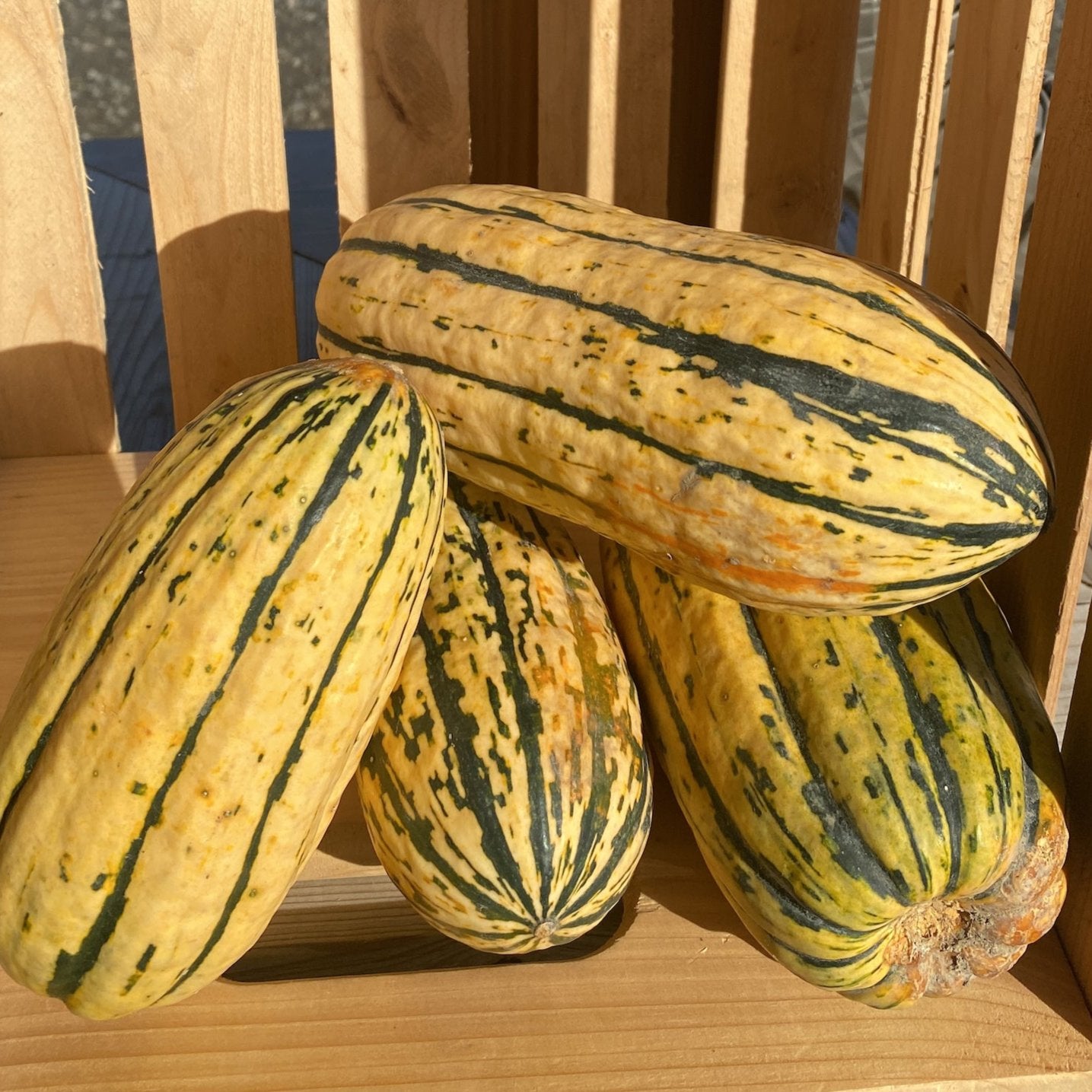 Courge delicata biologique