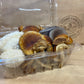 Trio de champignons gourmets - 225g | La Cabane des Deux Frères