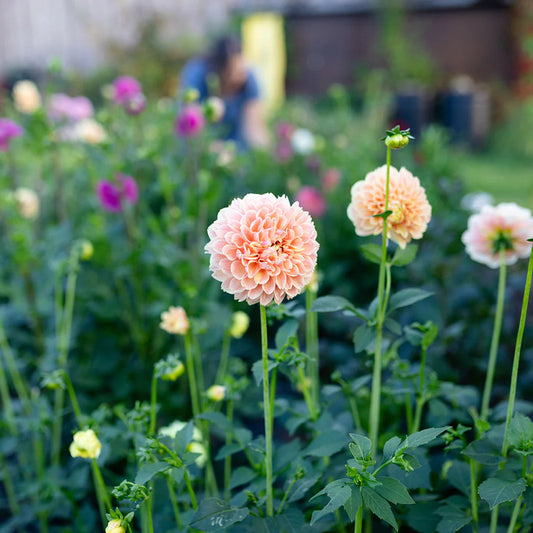 Abonnement aux bouquets de fleurs nordiques de la ferme florale Vert Sauge