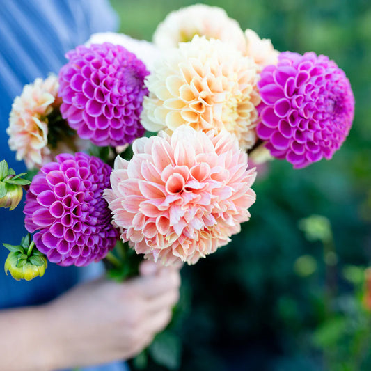 Abonnement aux bouquets de fleurs locales – Ferme florale Vert Sauge