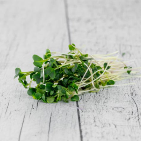 Micropousses de chou kale