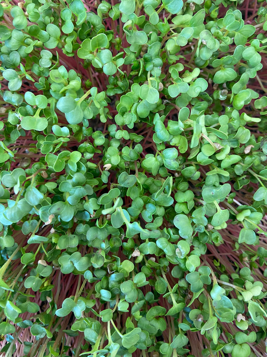 Micropousses de pois