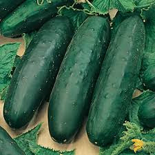 Garden cucumber