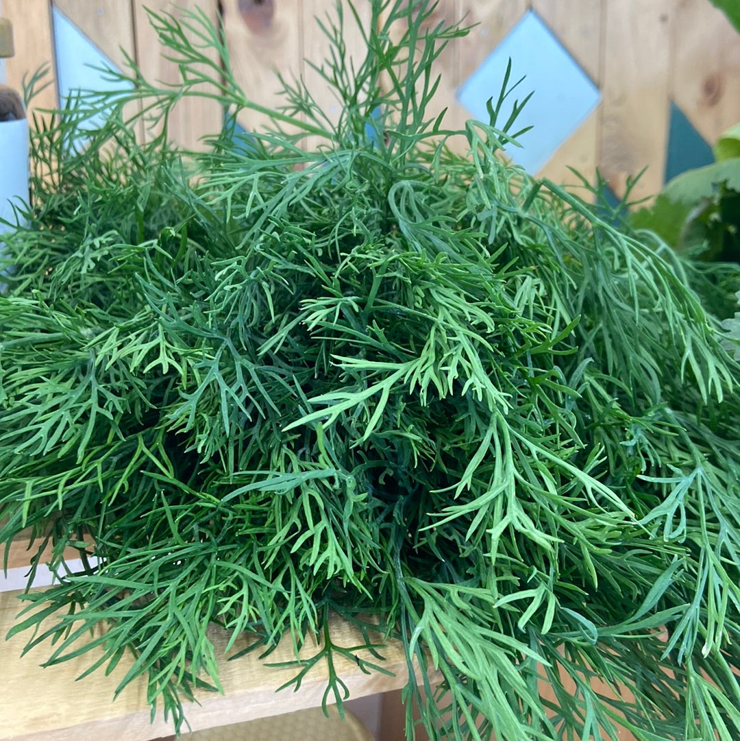 Organic dill