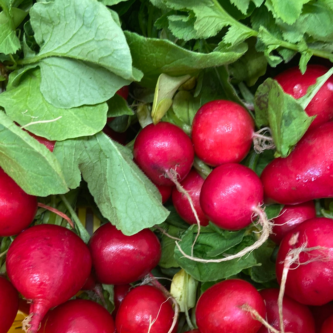 Bouquet de radis frais