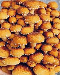 Champignons "Chestnut" (Pholiote adipeuse) - 225g | La Cabane des Deux Frères