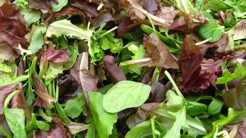 Organic mesclun